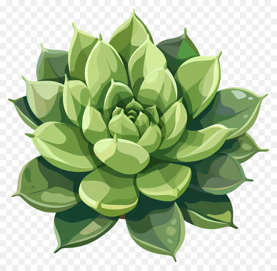 Plante Succulente，De Forme Ronde PNG