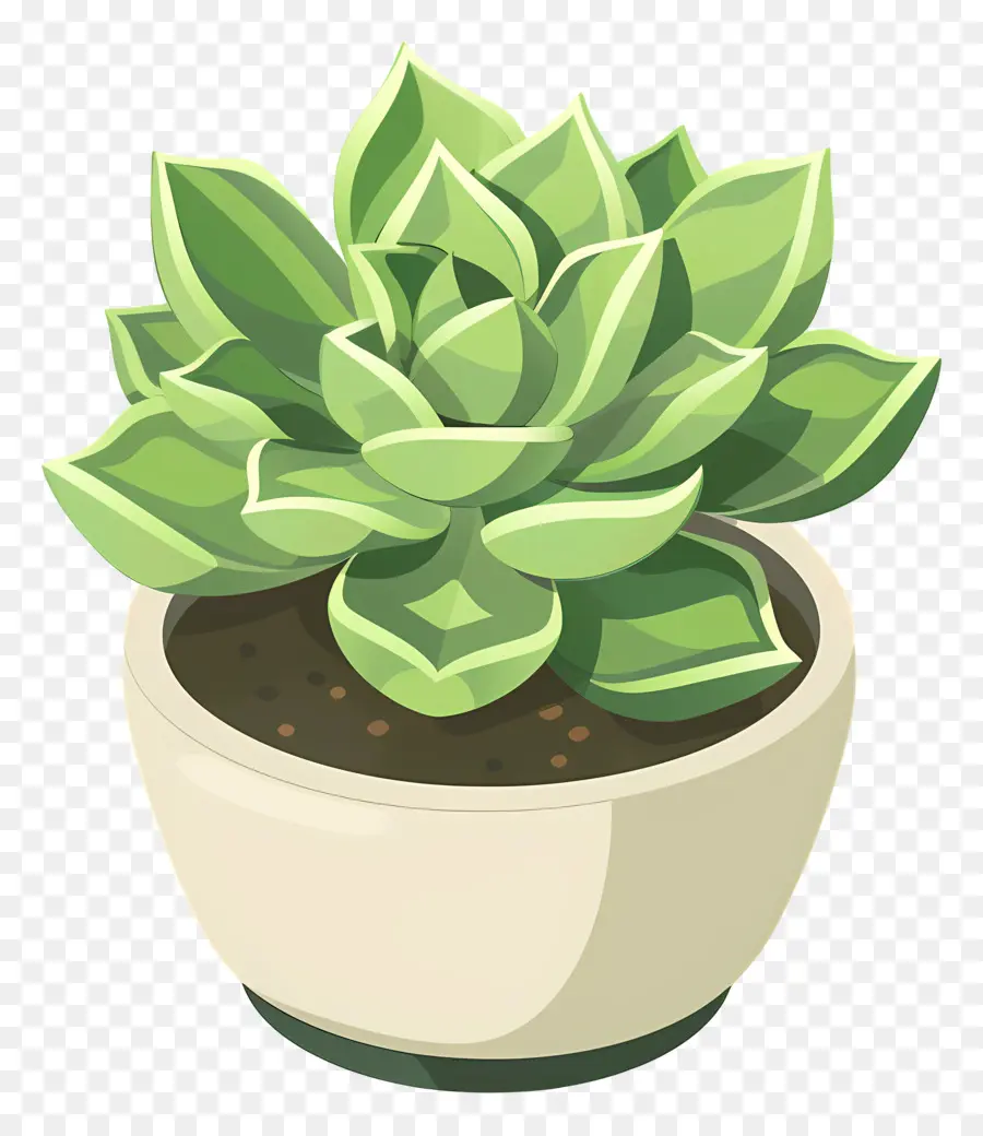 Plante Succulente，Petite Plante Succulente PNG