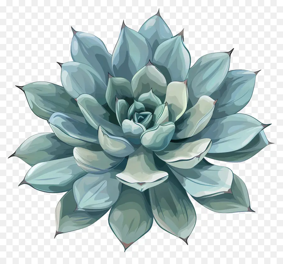 Plante Succulente，Plante Succulente Bleue PNG