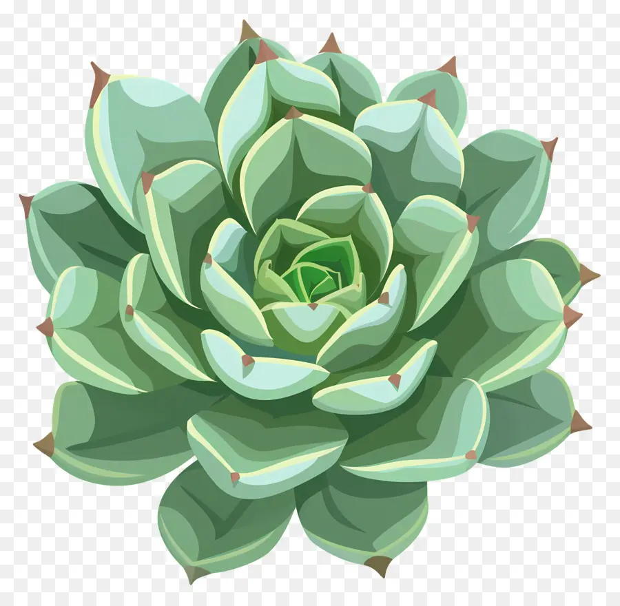 Plante Succulente，Succulent PNG