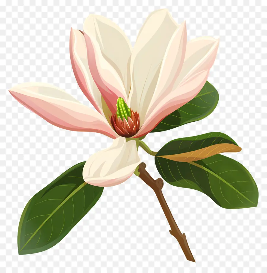 Fleur De Magnolia，Arbre à Fleurs Blanches PNG