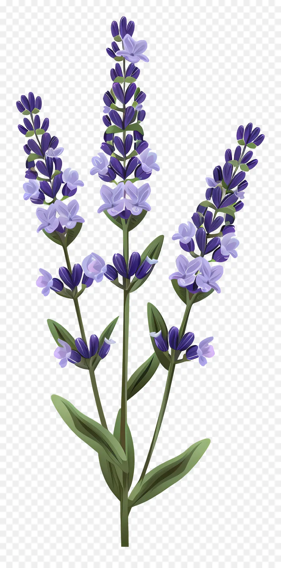 Fleur De Lavande，Fleur Bleue PNG