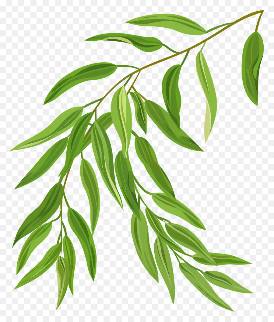 Feuille De Saule，Eucalyptus PNG