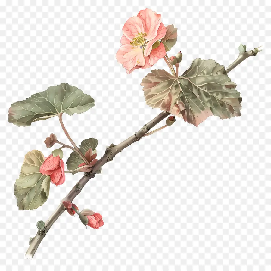 Bégonia Fleur，Fleur Rose PNG