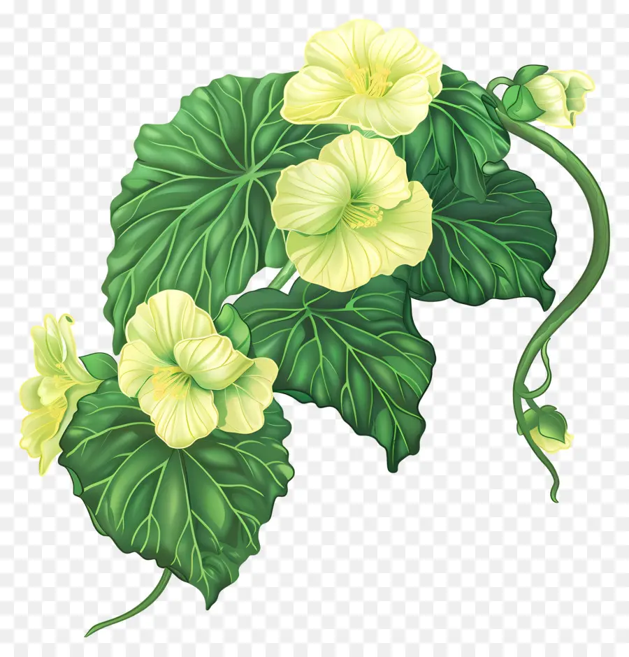 Bégonia Fleur，Gargantue PNG
