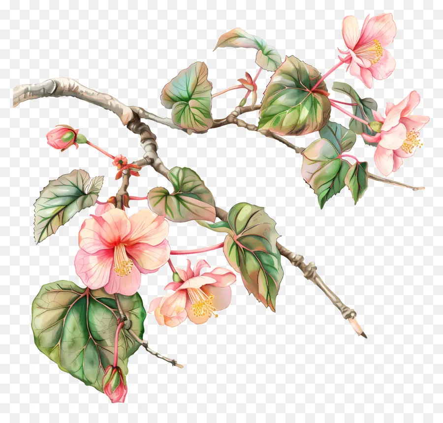 Bégonia Fleur，Branche PNG