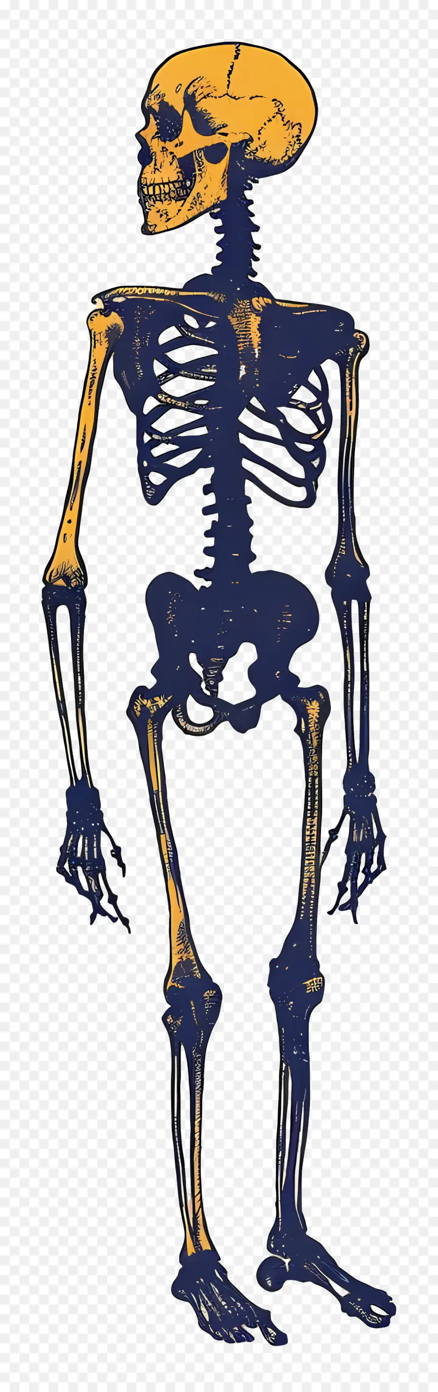 Squelette，Faux PNG