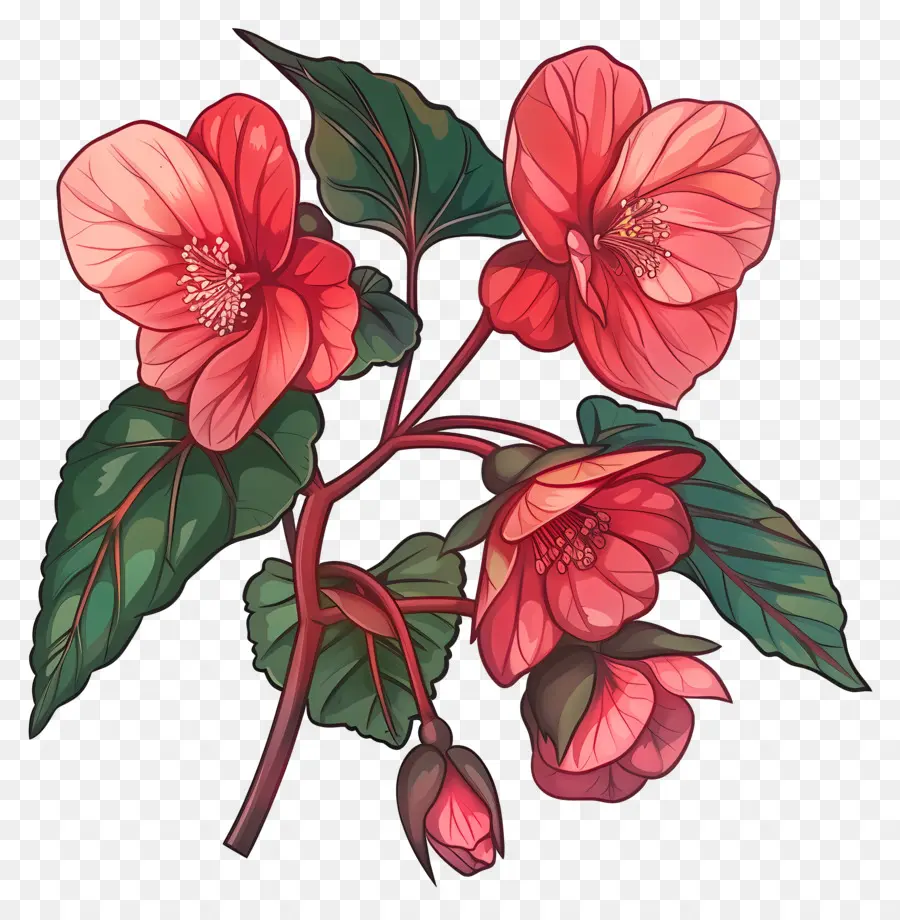 Bégonia Fleur，Fleur D'hibiscus Rouge PNG