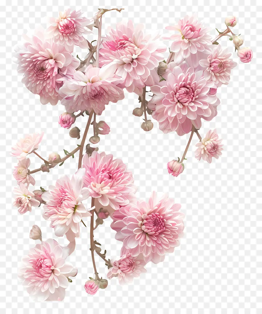 Fleurs De Chrysanthème，Fleurs De Chrysanthème Rose PNG