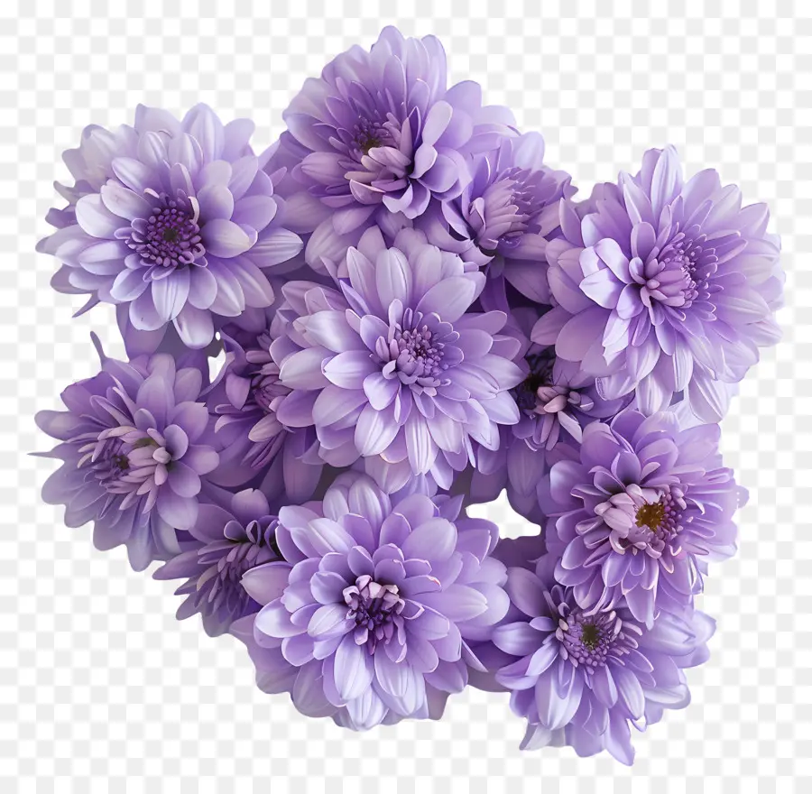 Fleurs De Chrysanthème，Violet Chrysanthèmes PNG