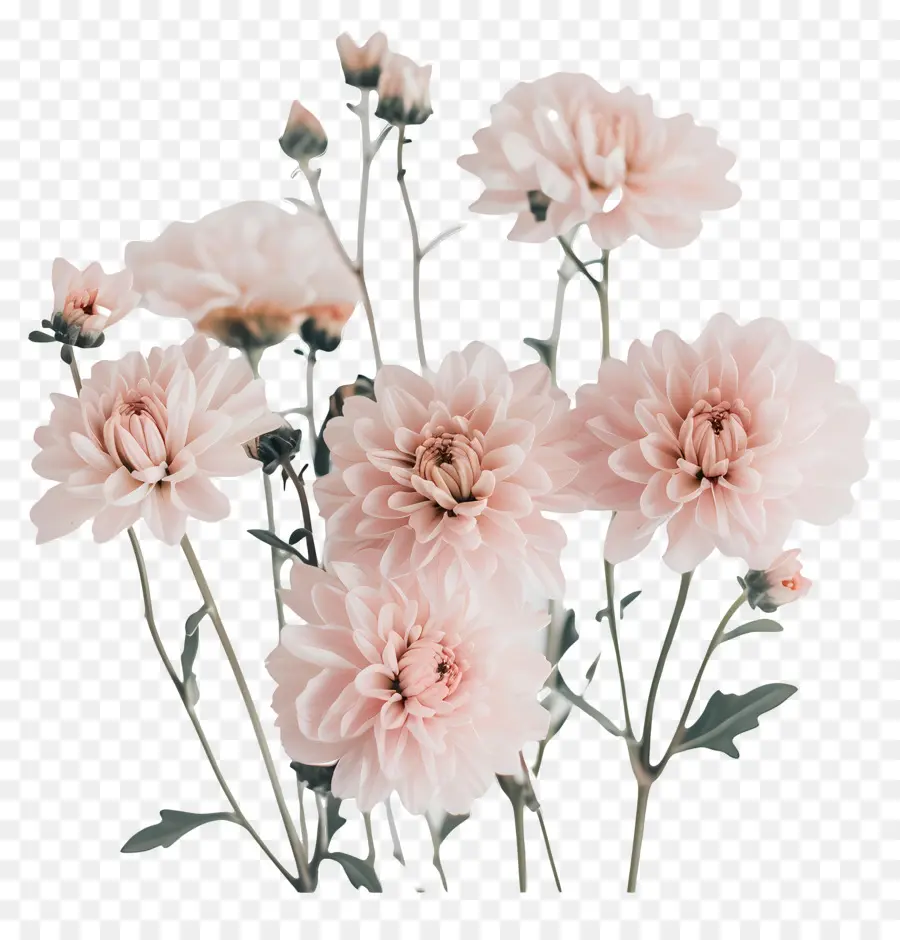 Fleurs De Chrysanthème，Fleurs Roses PNG