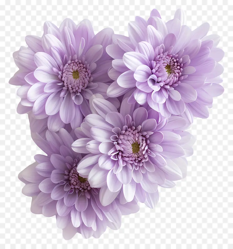 Fleurs De Chrysanthème，Chrysanthèmes Blancs PNG