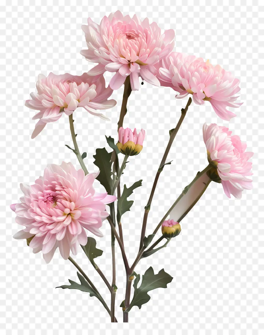 Fleurs De Chrysanthème，Chrysanthèmes Roses PNG