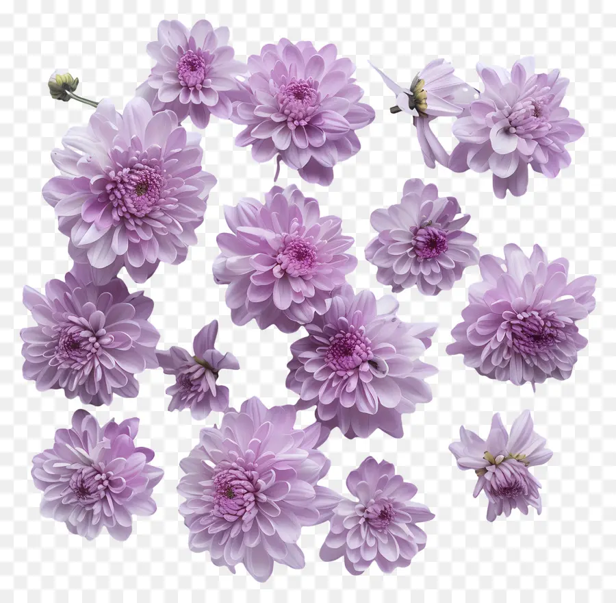 Fleurs De Chrysanthème，Fleurs De Dahlia Rose PNG
