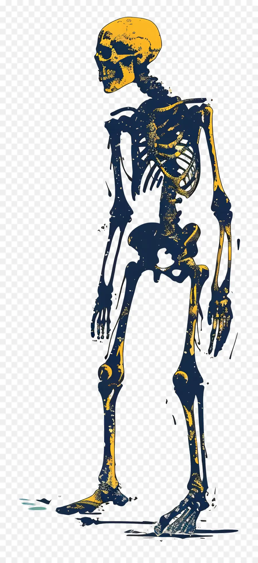 Squelette，L'anatomie De L'homme PNG