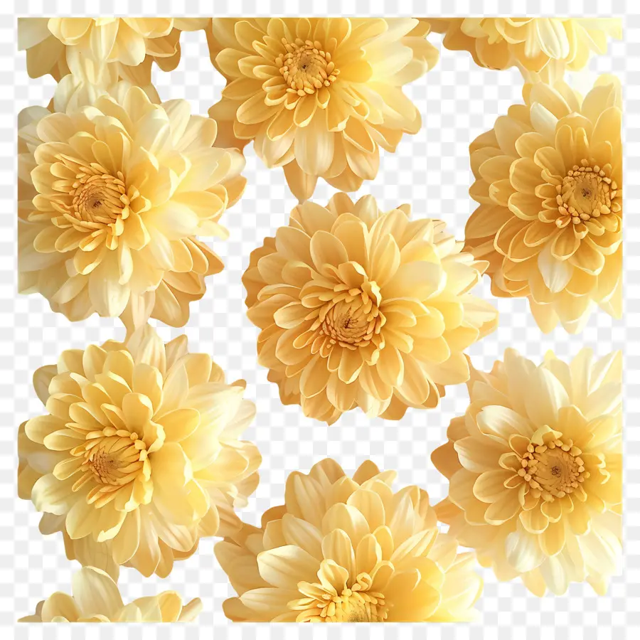 Fleurs De Chrysanthème，Chrysanthèmes Jaunes PNG