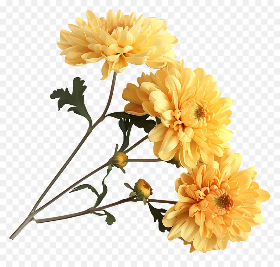 Fleurs De Chrysanthème，Chrysanthème PNG