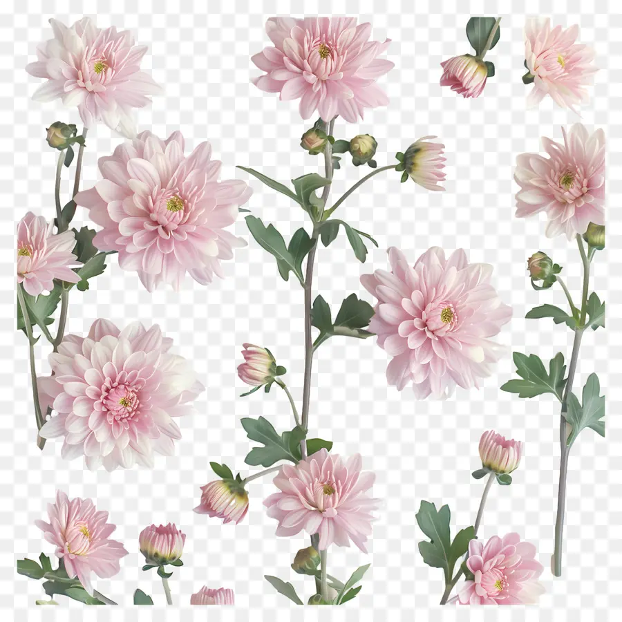 Fleurs De Chrysanthème，Chrysanthèmes Roses PNG