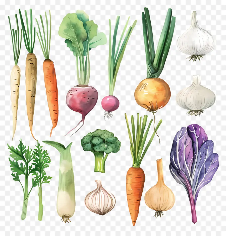 Légumes，Illustration Aquarelle PNG