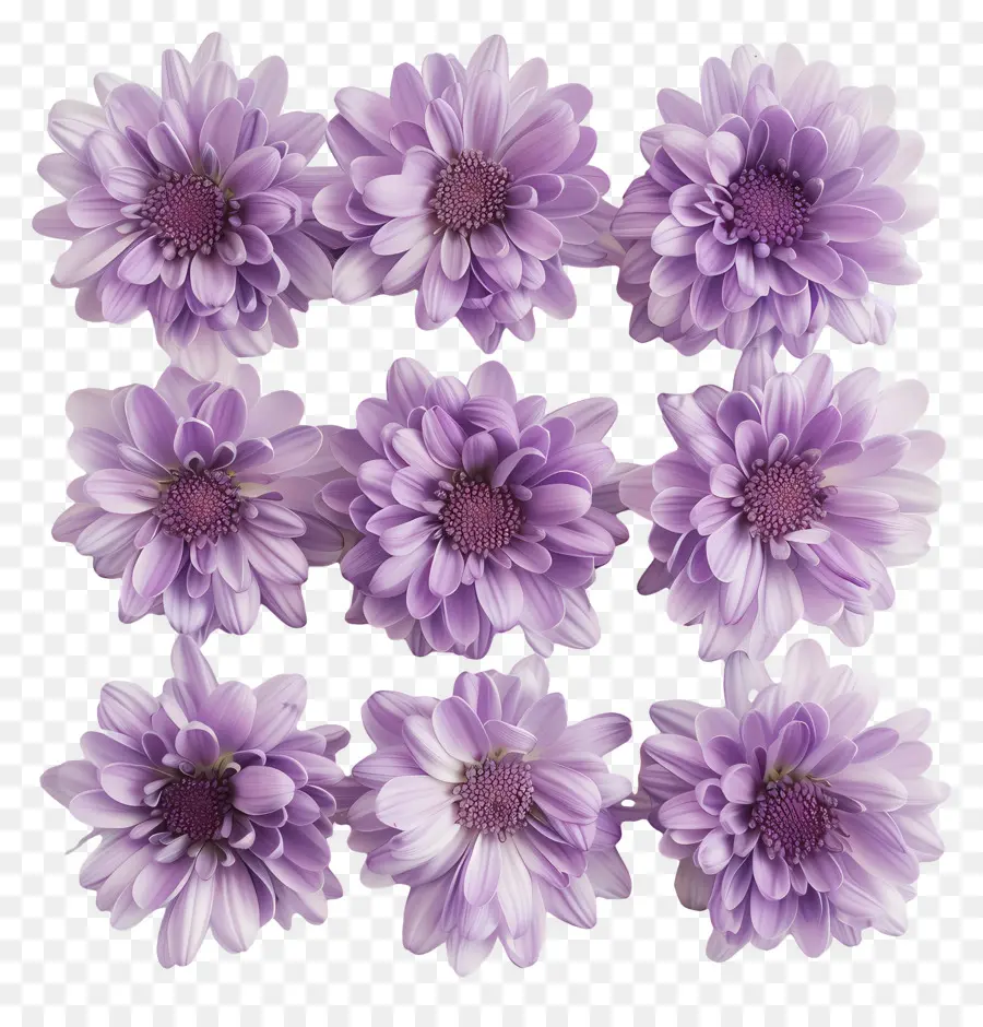Fleurs De Chrysanthème，Violet Marguerites PNG