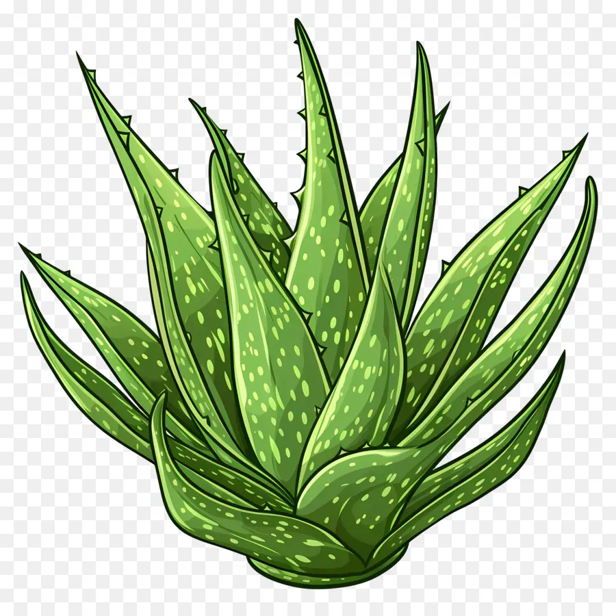 L'Aloe Vera，Aloe Vera PNG