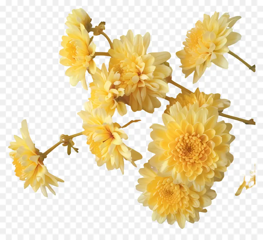 Fleurs De Chrysanthème，Les Chrysanthèmes PNG