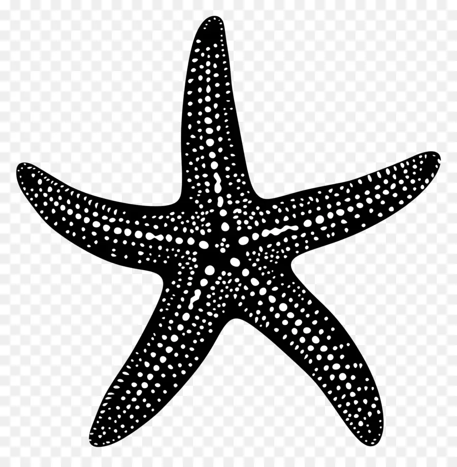 Les Étoiles De Mer Silhouette，Les étoiles De Mer PNG