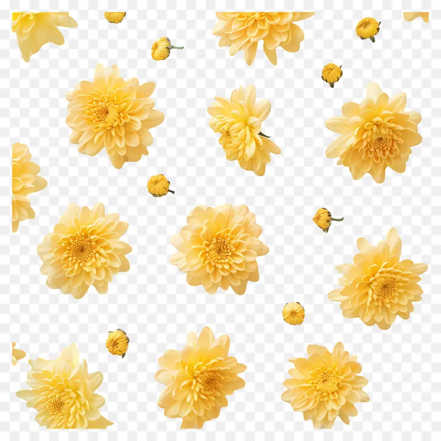 Fleurs De Chrysanthème，Fleurs Jaunes PNG
