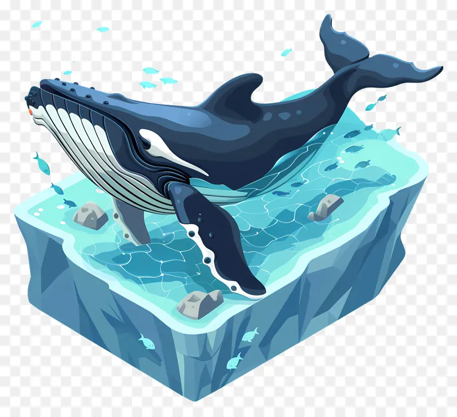 L'observation Des Baleines，Baleine Bleue PNG