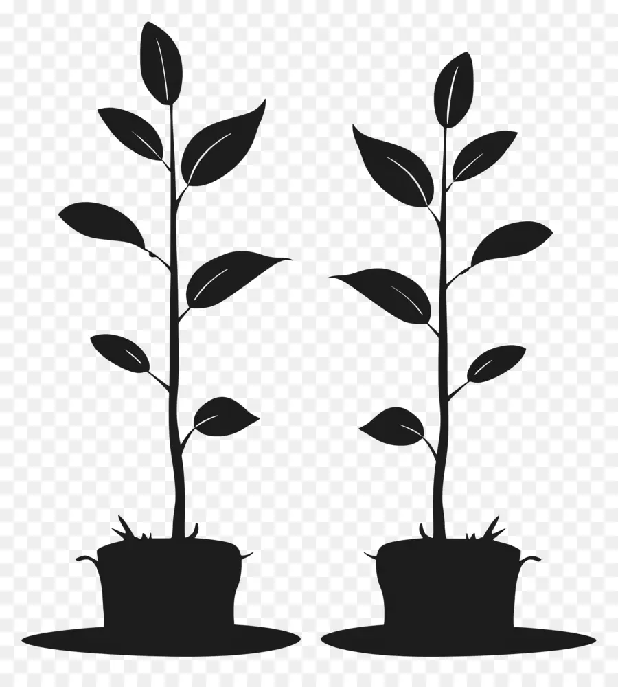 Silhouette Végétale，Silhouettes De Plantes PNG