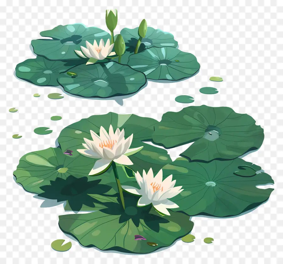 Les Feuilles De Nénuphar，L'eau PNG