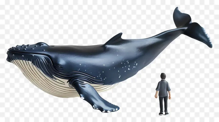 L'observation Des Baleines，Baleine PNG