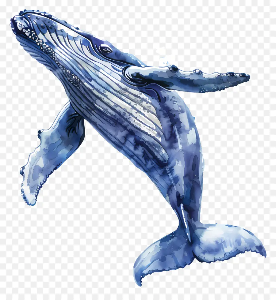 Observation Des Baleines，Baleine PNG