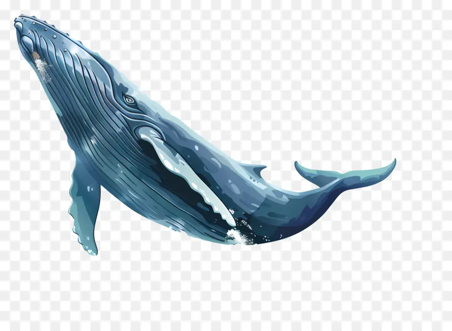 Observation Des Baleines，Baleine PNG