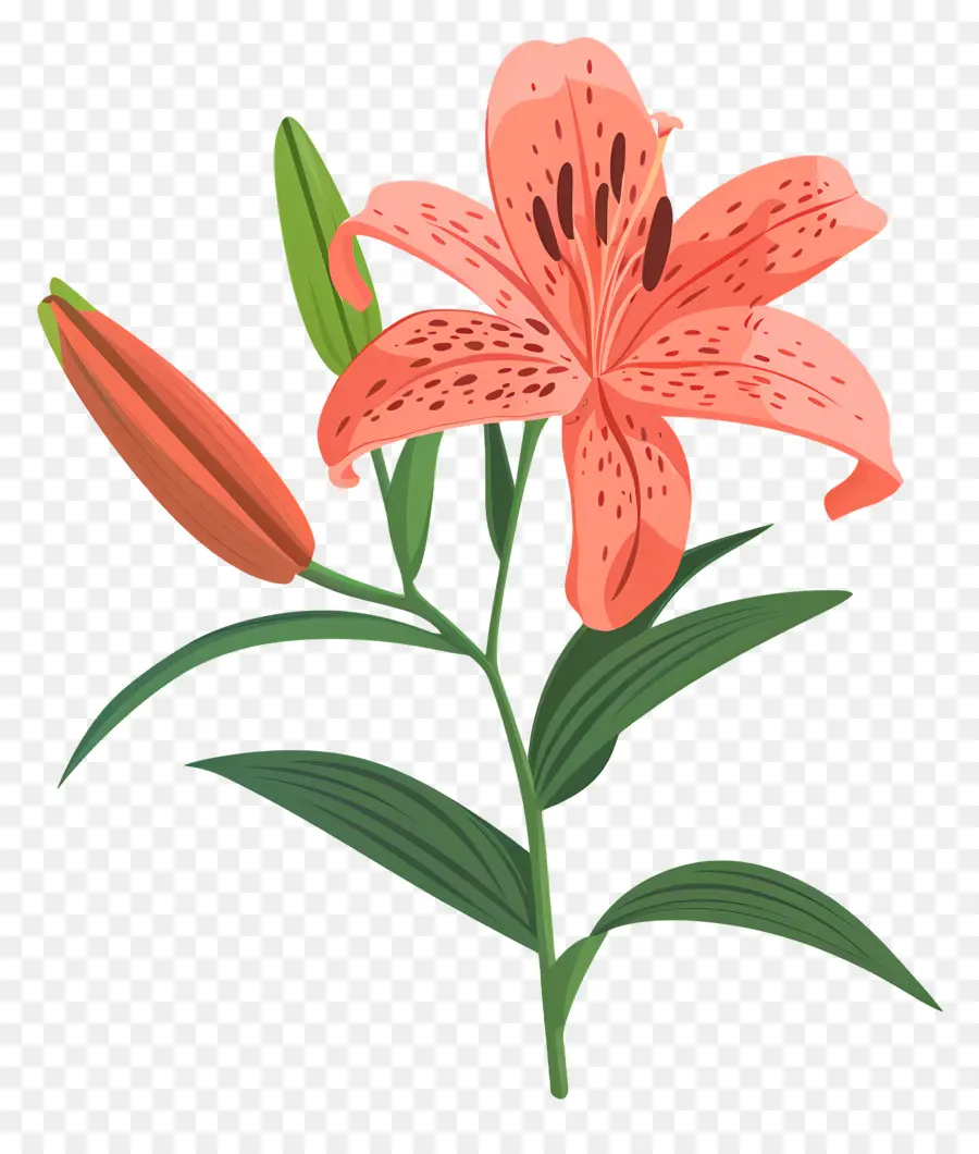 Fleur De Lys，Lily Rose PNG