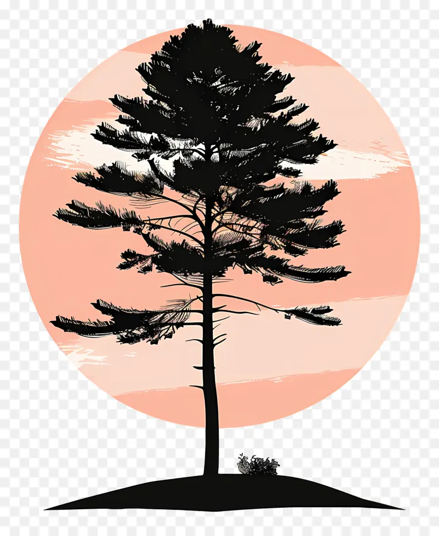 Silhouette De Pin，Arbre PNG