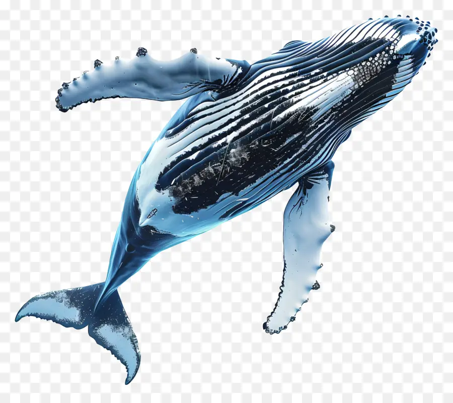 Observation Des Baleines，Baleine PNG