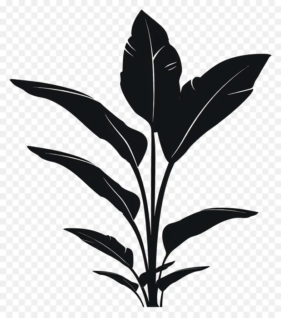 Plante De La Silhouette，Plante Monochrome PNG