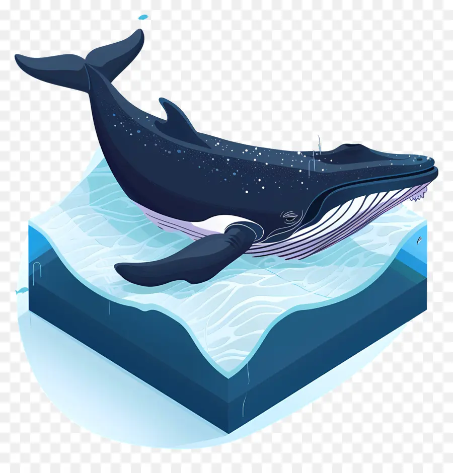 Observation Des Baleines，Baleine PNG