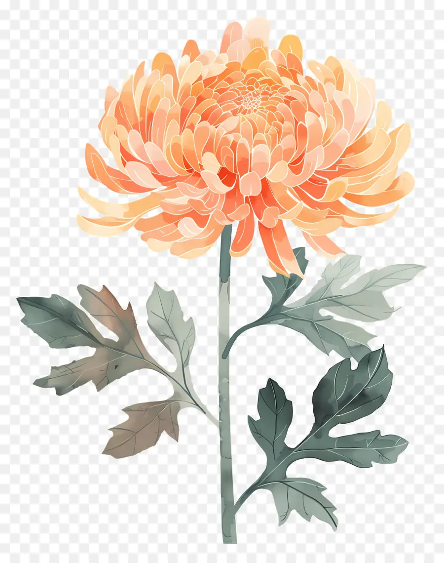 Chrysanthème，La Fleur D'oranger PNG