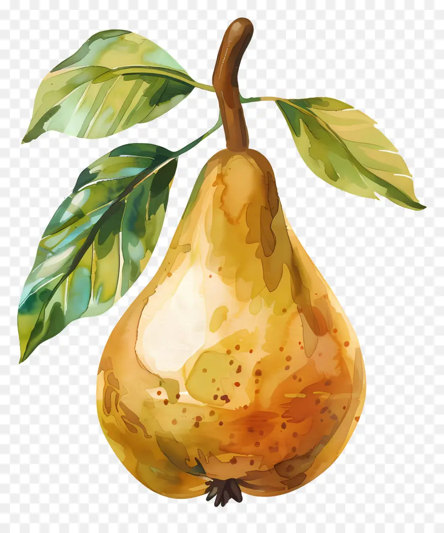 Poire，Peinture à L'aquarelle PNG