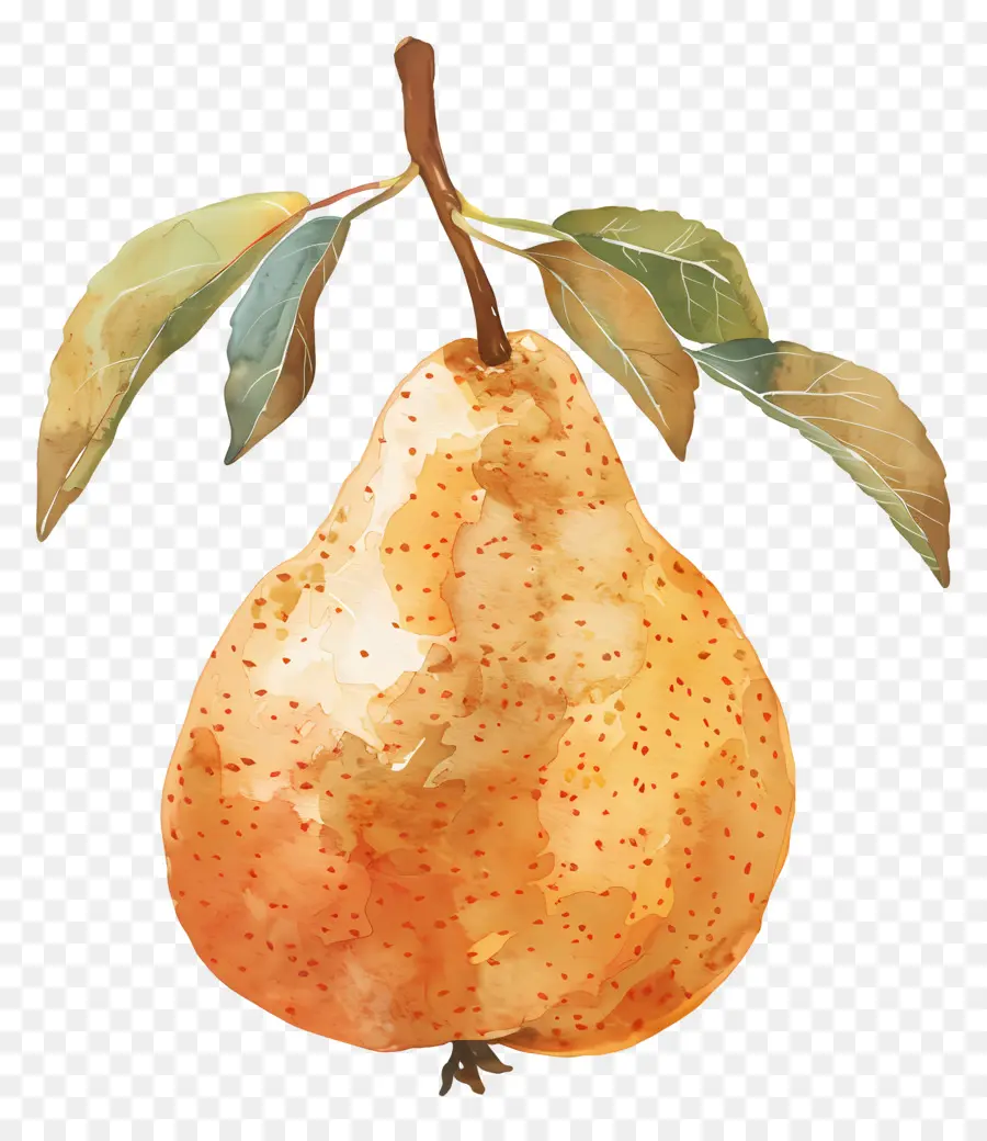 Poire，Feuilles PNG