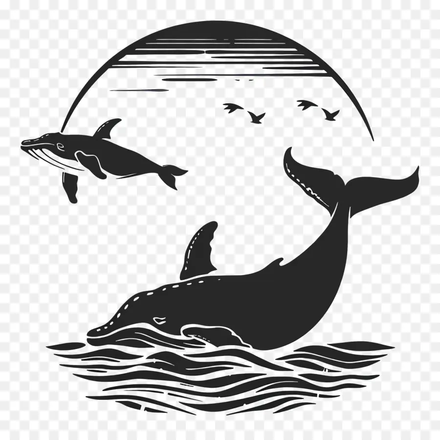 L'observation Des Baleines，Les Dauphins PNG