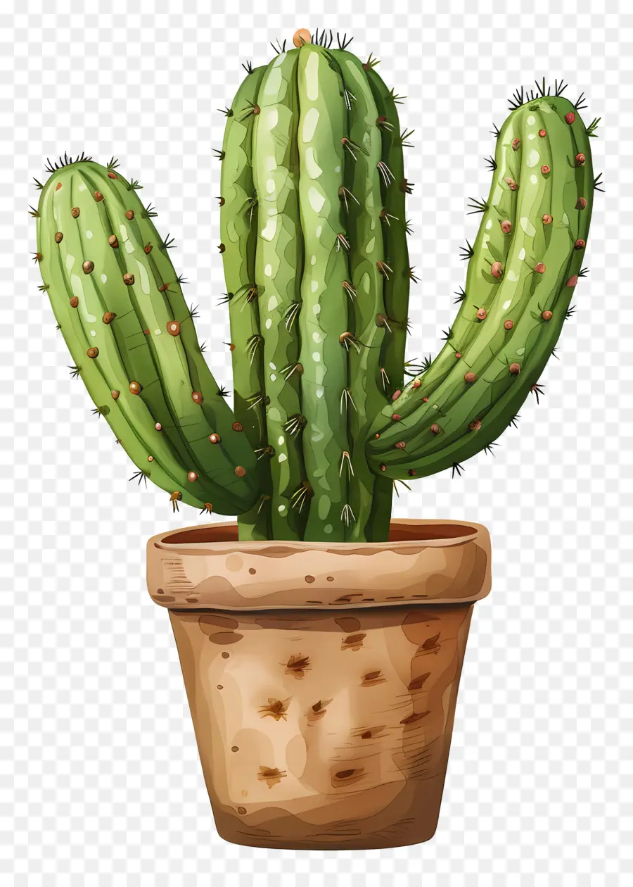 Cactus Vert，Cactus PNG