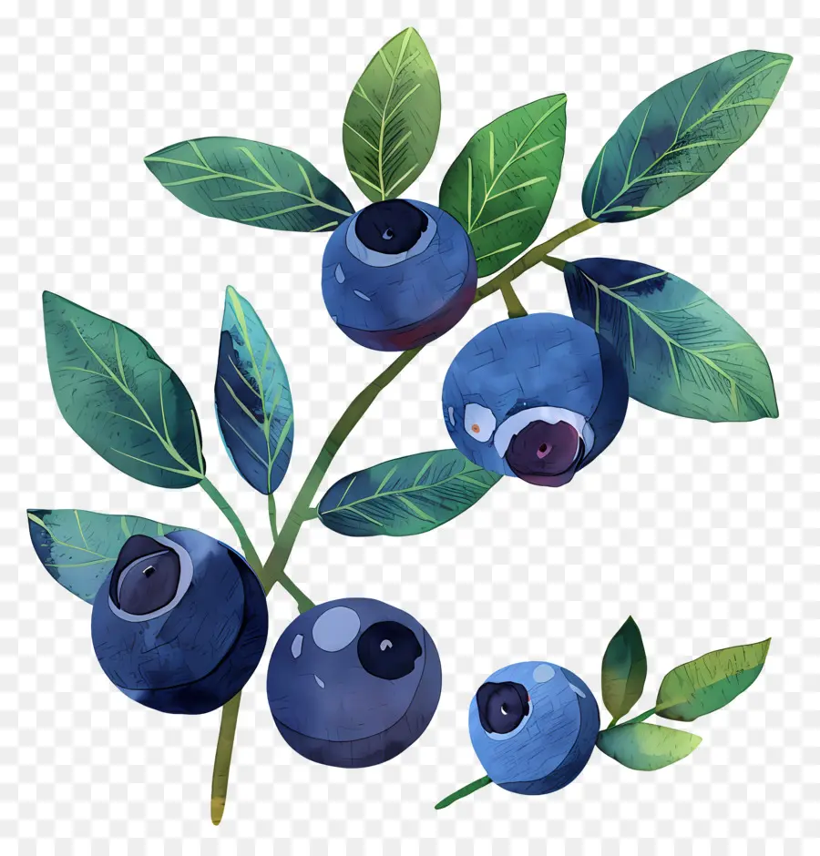 Myrtille，Bleuets PNG