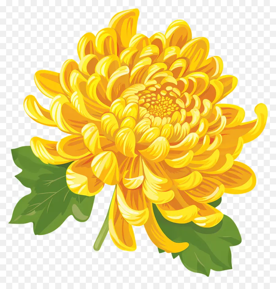 Fleur De Chrysanthème，Chrysanthème PNG