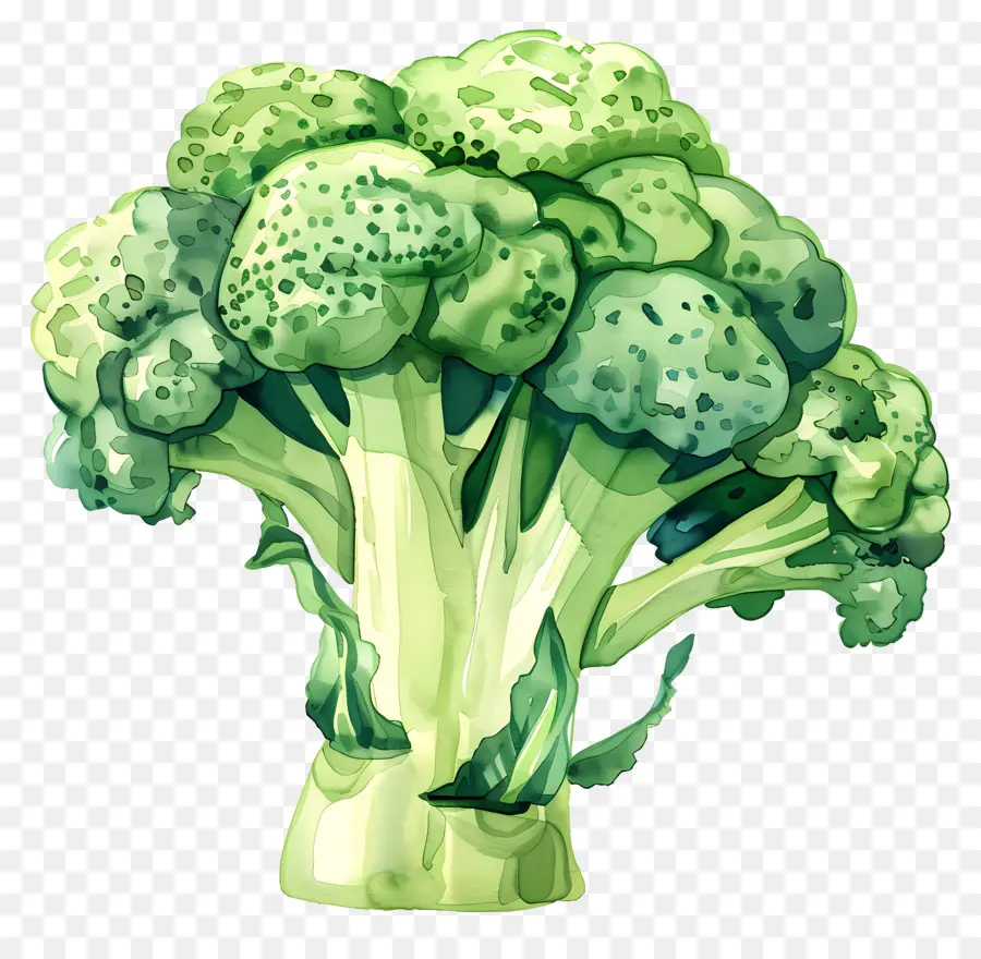 Brocoli，Vert PNG