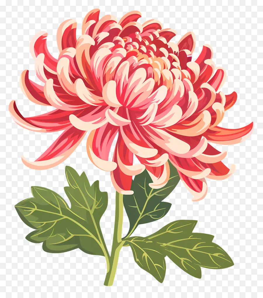 Fleur De Chrysanthème，Fleur Rouge PNG