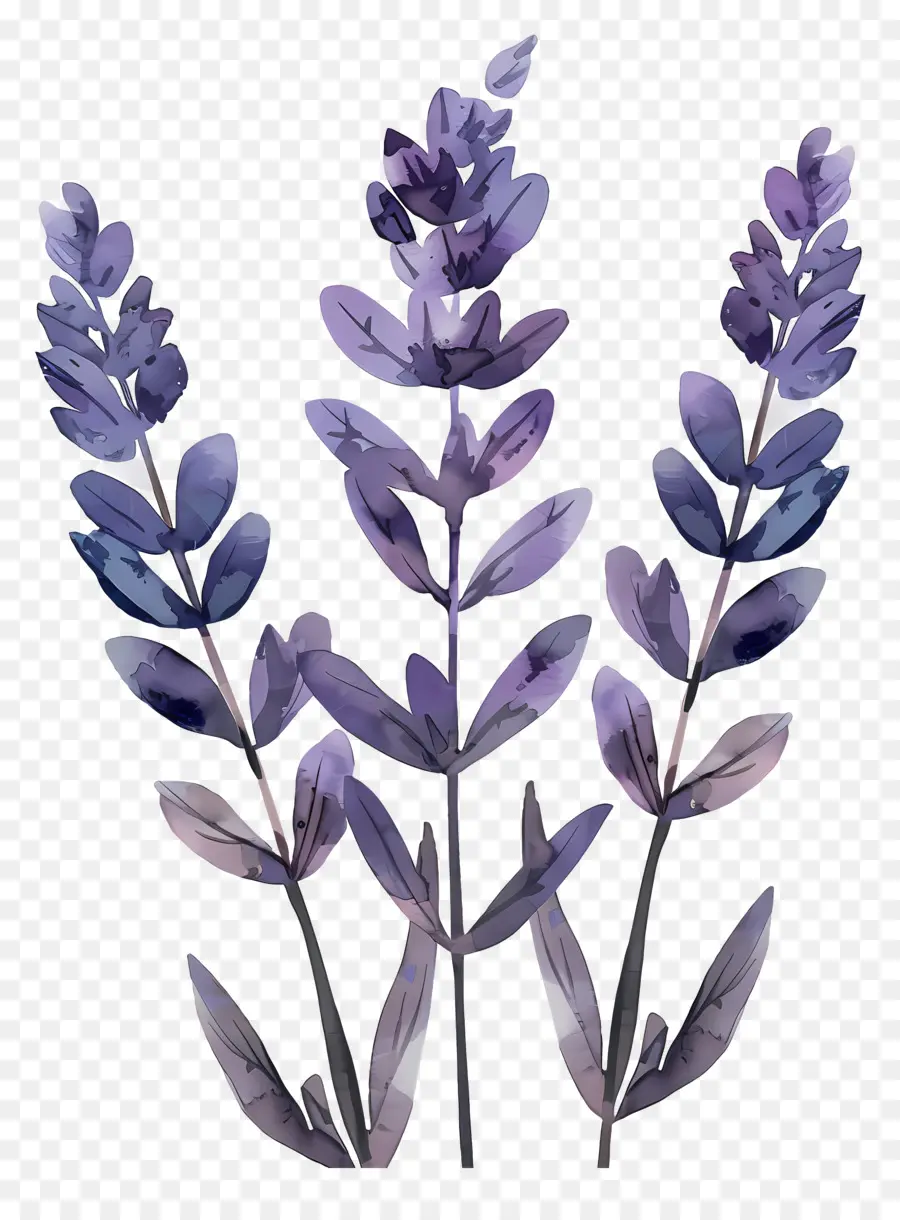 Lavande，Fleurs PNG