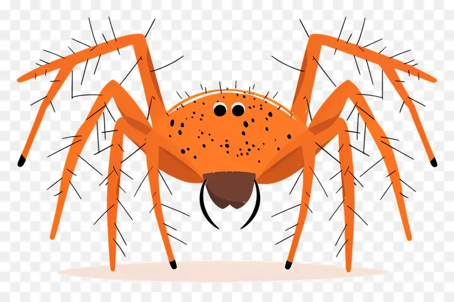 Halloween Araignée，Araignée Orange PNG